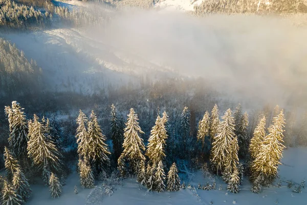 日の出時に冷たい霧の山の中で雪の覆われた森の松の木と素晴らしい冬の風景 — ストック写真