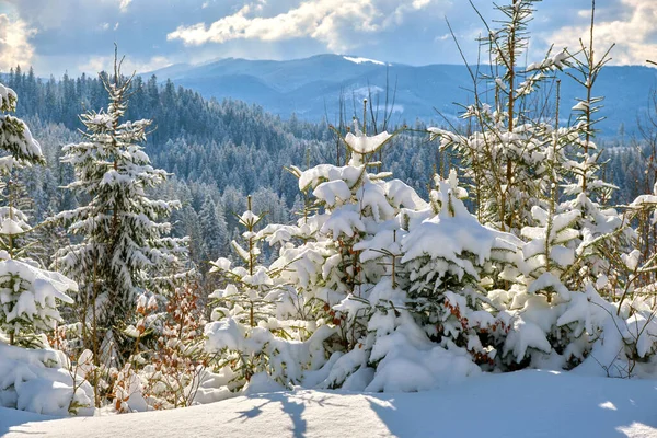 Paisagem Inverno Incrível Com Pinheiros Floresta Coberta Neve Montanhas Frias — Fotografia de Stock