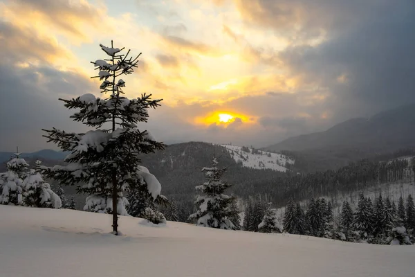 Incredibile Paesaggio Invernale Con Pino Solitario Nelle Fredde Montagne Nebbiose — Foto Stock