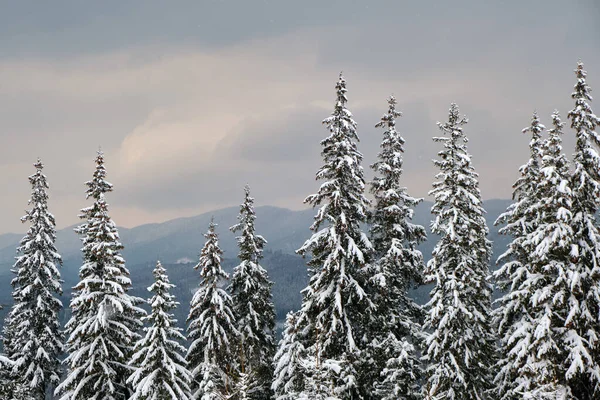 Soğuk ve kasvetli bir akşamda kış ormanlarında çam ağaçları taze karla kaplandı..