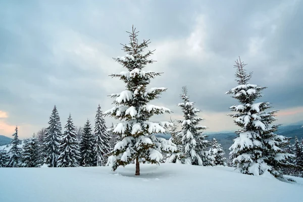 Moody Landscape Pine Trees Covered Fresh Fallen Snow Winter Mountain — Stock Photo, Image