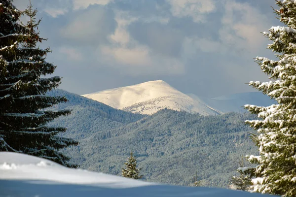 Jasny Zimowy Krajobraz Sosnami Pokrytymi Świeżym Padającym Śniegiem Górskim Lesie — Zdjęcie stockowe