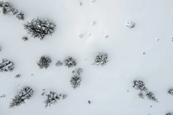 Soğuk Sakin Bir Günde Kış Ormanlarında Yoğun Kar Yağışı Sonrası — Stok fotoğraf