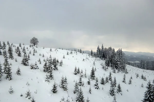 Luftaufnahme Der Winterlandschaft Mit Berghügeln Mit Immergrünem Kiefernwald Nach Heftigen — Stockfoto