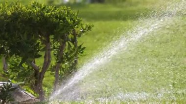 Plastik fıskiyeler çimenleri sulıyor yaz bahçesinde suyla. Yeşil bitkileri sulamak kurak mevsimi taze tutmak içindir..