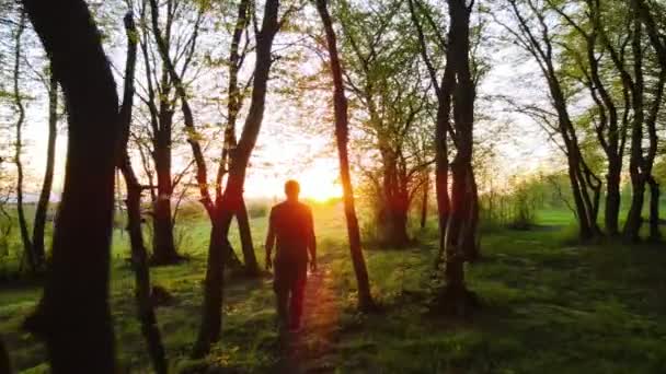 Vandrare Man Promenader Genom Tät Kvällsskog Med Höga Träd Och — Stockvideo