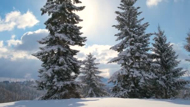 Αειθαλή Πεύκα Καλυμμένα Φρέσκο Πεσμένο Χιόνι Στο Χειμερινό Ορεινό Δάσος — Αρχείο Βίντεο