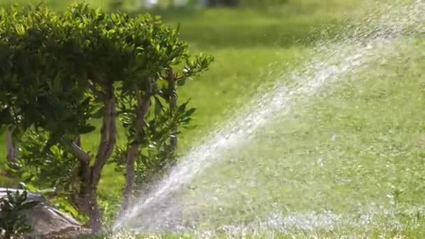 Kunststoff Sprinkler Der Rasen Sommergarten Mit Wasser Bewässert Bewässerung Der — Stockvideo