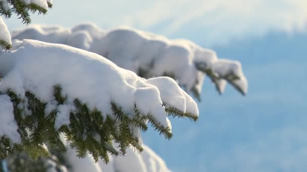 겨울의 산속의 신선하게 쓰러진 눈으로 소나무 가지를 클로즈업하는 — 비디오
