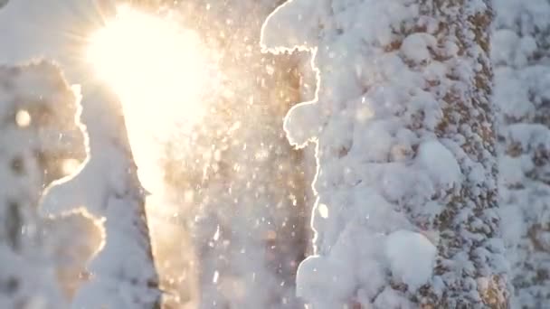 겨울의 아침에 소나무 사이로 내리는 — 비디오