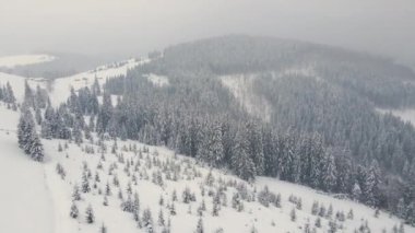 Soğuk ve sakin bir akşamda kış ormanlarında şiddetli kar yağışı sonrası yağan taze karla kaplı, yemyeşil çam ağaçlarıyla hava sisli manzarası..