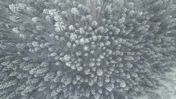 Aerial Foggy Landscape Evergreen Pine Trees Covered Fresh Fallen Snow — Stock Video