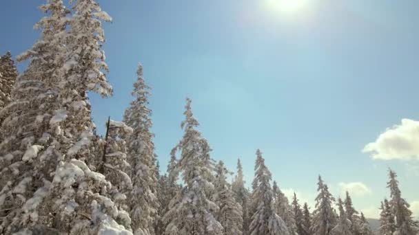 Vista Aérea Pinos Altos Cubiertos Nieve Fresca Caída Bosque Montaña — Vídeos de Stock