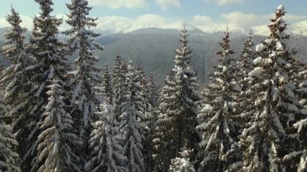 寒冷晴朗的冬日 空中俯瞰高山森林中覆盖着新落雪的高大松树 — 图库视频影像