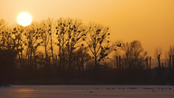 Leuchtend Gelbe Untergehende Sonne Hinter Schwarzen Fledermausbäumen — Stockvideo