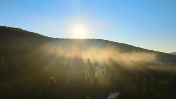 Vibrante Serata Nebbiosa Alberi Foresta Scuri Tramonto Estivo Luminoso Paesaggio — Video Stock