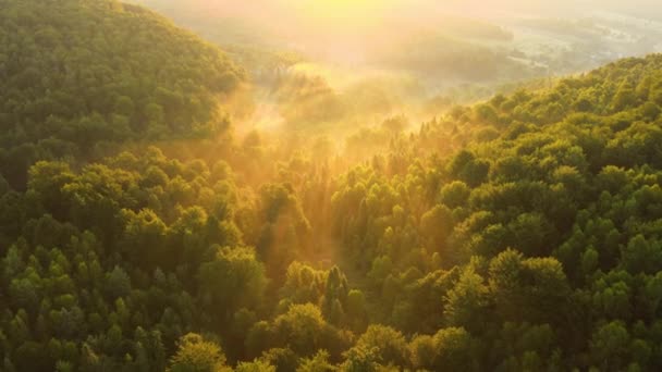 Яркое Туманное Утро Над Тёмными Лесами Ярком Летнем Восходе Солнца — стоковое видео