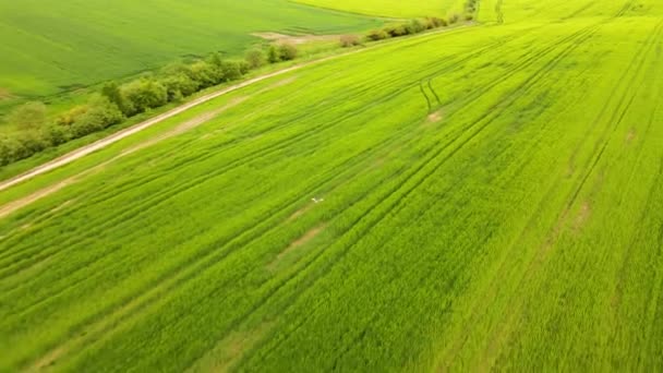 Vista Aérea Del Paisaje Aves Silvestres Volando Sobre Campos Agrícolas — Vídeos de Stock