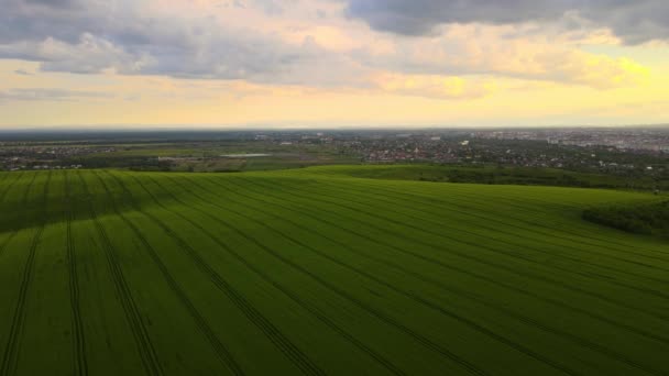 明るい夏の夜に作物を栽培している緑の栽培農業分野の空中風景 — ストック動画