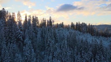 Akşamları soğuk dağlarda karla kaplı ormanlardan oluşan filizli karlı hava manzarası.