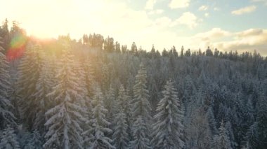 Gün doğumunda soğuk dağlarda kardan çam ağaçlarıyla kaplı hava manzarası.