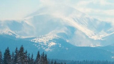 Uzun yeşil çam ağaçları soğuk, aydınlık bir günde, kış ormanlarında şiddetli kar yağışı sırasında güçlü fırtınalı rüzgarda sallanıyor..