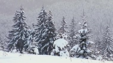 Soğuk ve sakin bir akşamda, kış ormanlarında kar yağışı devam ederken daima yeşil çam ağaçlarıyla kaplı panoramik bir manzara..