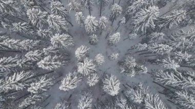 Soğuk ve sakin bir günde, kış ormanlarında yoğun kar yağışı sırasında düşen çam ormanının yukarıdan görünüşü..