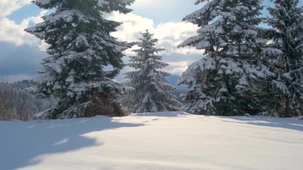 Pini Sempreverdi Ricoperti Neve Fresca Caduta Nella Foresta Montana Invernale — Video Stock