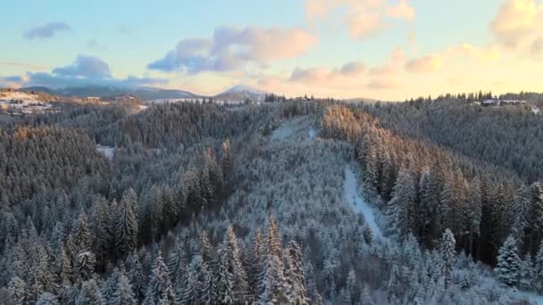 Воздушный Зимний Пейзаж Распылительными Деревьями Заснеженных Лесов Холодных Горах Вечером — стоковое видео
