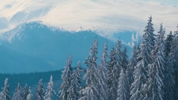 寒冷晴朗的冬日 高山森林里 高耸的常绿松树在狂风暴雨中摇曳着 — 图库视频影像