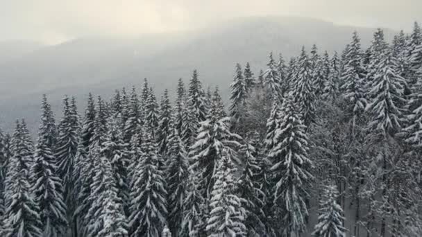 Paisagem Nebulosa Aérea Com Pinheiros Sempre Verdes Cobertos Com Neve — Vídeo de Stock