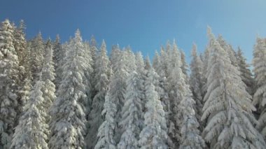 Soğuk ve aydınlık bir günde, kış ormanlarında taze karla kaplı uzun çam ağaçları..