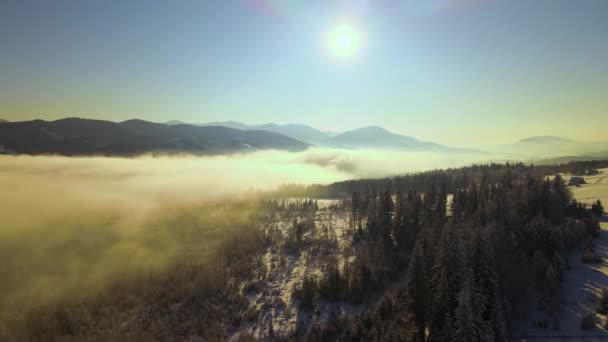 日の出時に冷たい霧の山の中で雪の覆われた森の松の木と素晴らしい冬の風景 — ストック動画