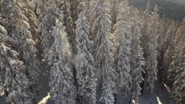 Vista Aérea Pinos Altos Cubiertos Nieve Fresca Caída Bosque Montaña — Vídeo de stock