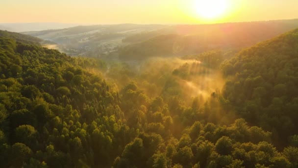 Manhã Nebulosa Vibrante Sobre Árvores Floresta Escura Nascer Sol Verão — Vídeo de Stock