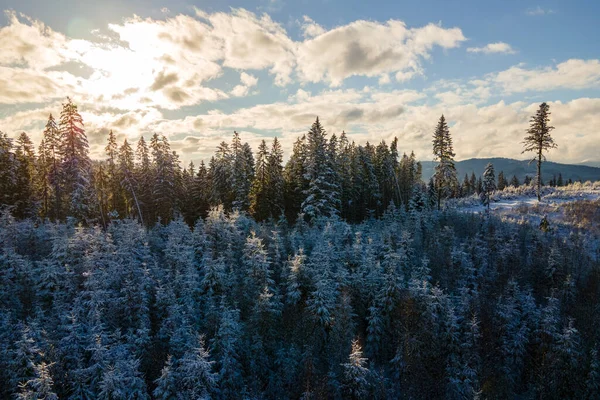 Winter Landscape Spruse Trees Snow Covered Forest Cold Mountains — Stock Photo, Image