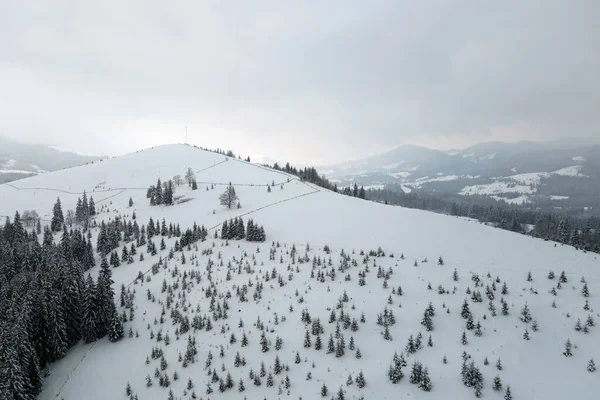 Luftnebellandschaft Mit Immergrünen Kiefern Die Nach Starkem Schneefall Winterlichen Bergwald — Stockfoto