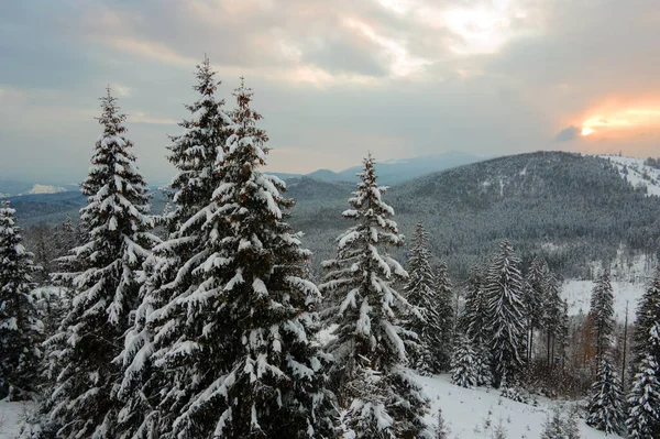 Paesaggio Invernale Aereo Con Alberi Spruse Foresta Innevata Fredde Montagne — Foto Stock