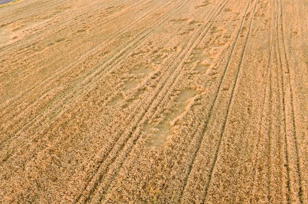 Aerial View Ripe Farm Field Ready Harvesting Fallen Broken Wind — Stock Photo, Image