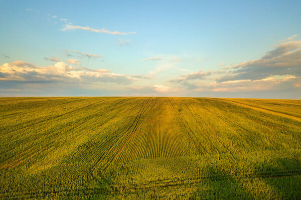 Вид с воздуха на ярко-зеленое сельскохозяйственное поле с выращиванием рапсовых растений на закате.