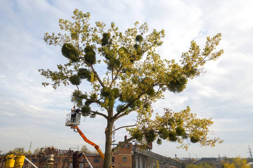 Two service workers cutting down big tree branches with chainsaw from high chair lift crane platform. Deforestation and gardening concept.