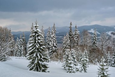 Soğuk ve kasvetli bir akşamda kış ormanlarında çam ağaçları taze karla kaplandı..