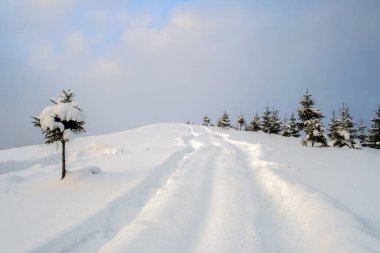 Soğuk ve kasvetli bir akşamda, kışın dağlık ormanda patika izleri ve çam ağaçları ile kaplanmış karlı bir manzara..