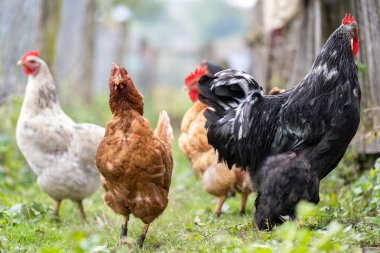 Geleneksel çiftlik çiftliğinde tavuklar besleniyor. Ahırdaki tavuğu yakın çekim. Serbest tarım kümes hayvanları konsepti.
