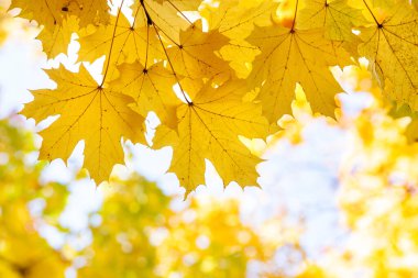 Parlak sarı ve kırmızı akçaağaç yapraklarını sonbahar parkında canlı ve bulanık arka planda sonbahar ağacı dallarına yakın tut..