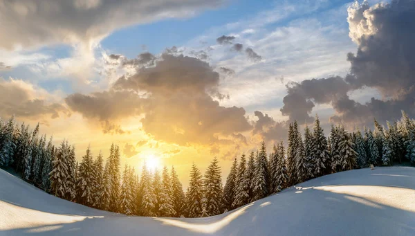 Снег Покрыл Сосны Пейзаж Зимних Горах Яркий Закатный Вечер — стоковое фото