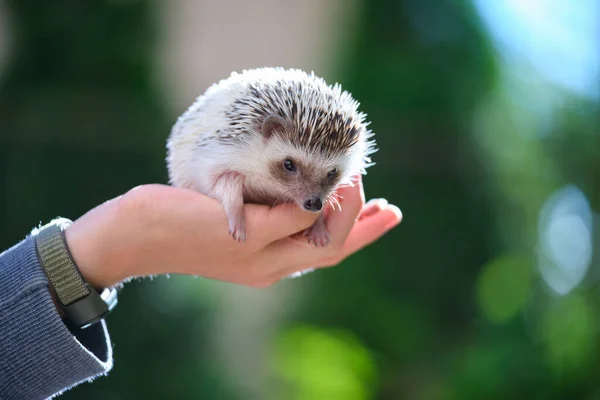 Manos Humanas Sosteniendo Pequeña Mascota Erizo Africana Aire Libre Día — Foto de Stock