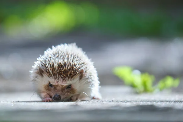 Pequeña Mascota Erizo Africano Hierba Verde Aire Libre Día Verano — Foto de Stock