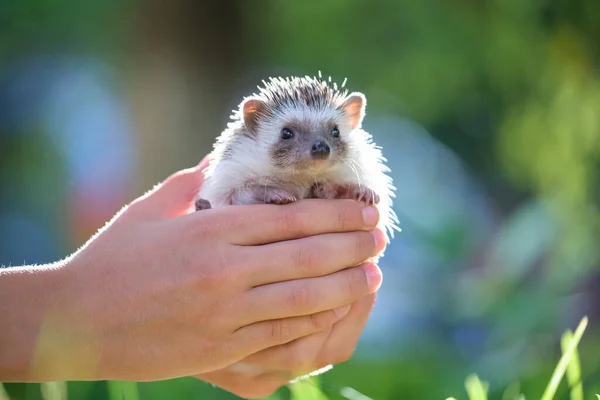 Manos Humanas Sosteniendo Pequeña Mascota Erizo Africana Aire Libre Día — Foto de Stock